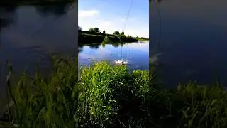 такого не ожидал , Рыбалка на Паук подъёмник #fishing #shorts #рыбалка