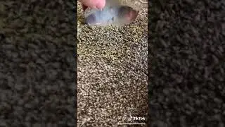 How To Remove Slime From Your Carpet