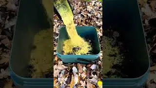 Just Listen 👂 Perfect Carp Feeding Combo 🎣 