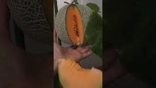 Growing melon in 91 days.