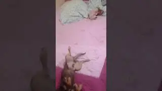 Собаки балдеют 11.12.2017 год