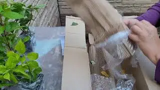 Посылочка из питомника. Гортензии в моем саду.