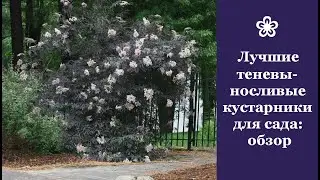 ❀ Лучшие теневыносливые кустарники для сада: обзор