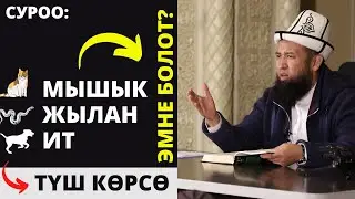 Жылан • Ит • Мышык түш көрсө эмне болот | Максатбек ажы Токтомушев | Суроо-жооп