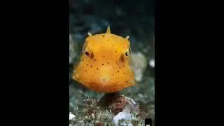 Baby Cowfish Scavenging