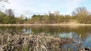 Река Оскол. Правый берег. 13.04.2024г.