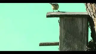 Feathered Nurture