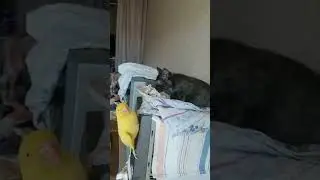 #cats Р̠а̠м̠а̠з̠а̠н̠ н̠е̠ у̠д̠а̠л̠с̠я̠