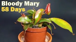Nepenthes Bloody Mary - time lapse - 58 days
