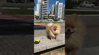 Бася обожает, когда в нее дует ветер!