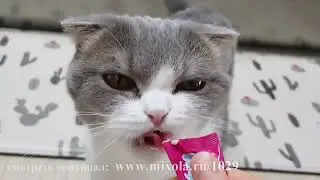 Кошки #53 лучшие моменты