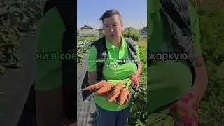 Почему морковь плохо хранится?