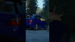 снова енот суеты навел