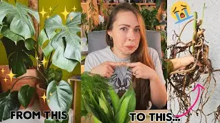 Plants I struggle with 💀 and a scary Monstera rescue mission