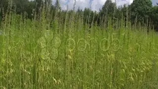 Hemp, Field Cultivated Cannabis Genus  + Pan. Stock Footage
