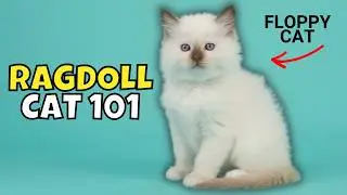 Ragdoll Cat 101: What to Know Before Adopting One