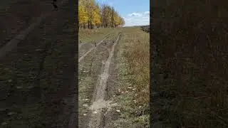 Птицы, которые забыли, что умеют летать.  
