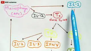 Cytokines | Bio science