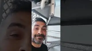 gattino love