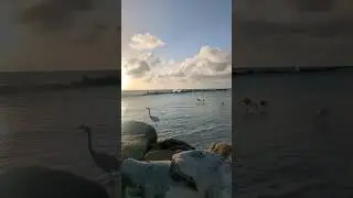 Aruba sunset with a flamingos