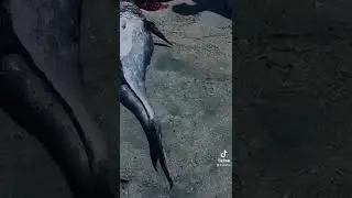 Strangest Things Caught on Camera