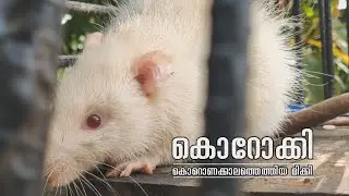 Corocky Rat