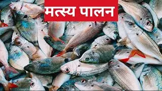 मत्स्य पालन 🦈🐠🐟ll Fishkeeping 🦈🐠🐟ll #viral #fish #fishing #fishvideo #youtube #vlog
