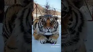Котик в ленту! #shorts