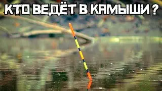 ОН ВЕДЁТ в КАМЫШИ... Это карась? УДИВИТЕЛЬНАЯ рыбалка на поплавок!