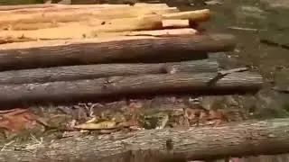 Как правильно снимать кору с бревна