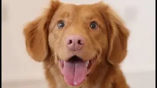 Cute video of a dog I found