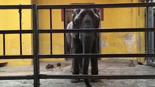 Pittsburgh Zoo - Hangin' Out w/ an Elephant