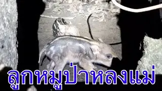 ลูกหมูป่าผู้มาเยือน