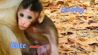 PITYFUL NEW BABY BOBBY GOT HURT BY BIG RED ANT BITTEN!