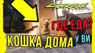 Как приручить кошку в Киберпанк | Где найти еду
