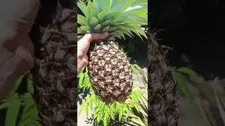 pinya_prutas na maraming mata #pinya #homegarden #gardening #gardenvlog #fruits