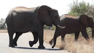 Elephant Herd Crossing the Road - Kruger National Park