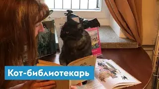 Кот Борис — внештатный сотрудник библиотеки имени Астафьева