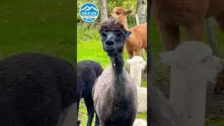 Alpaca Life in Sweden with a twist.  #travelvlog #alpaca #sweden