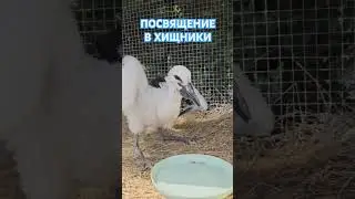 Initiation into predators 