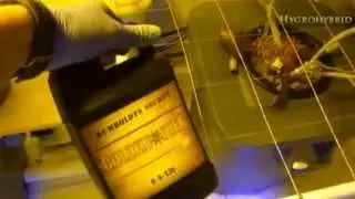 Golden Tree All-In-One Hydroponic Nutrient HygroHybrid