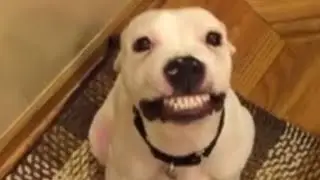 DAILY DOSE -SMILING DOG #dailydoseofinternet