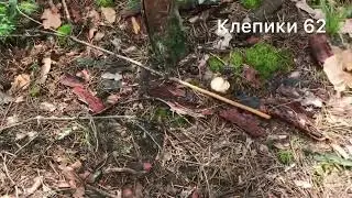 Лисички и первые белые грибы « Колосовики».