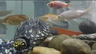 Most beautiful Fishes