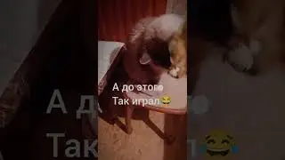 ИГРАЕМ В ЛИСТИКИ😁🐱