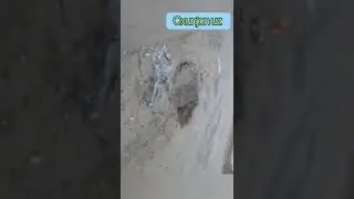 хоразм вилойати тупрокала тумани питнак шахар масулйатли масулларга мурожат