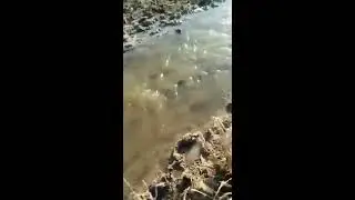 Мұнша көп балықты көрмеген шығарсыз