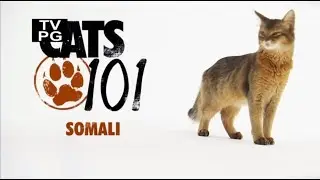 Сомалийская кошка 101Kote.ru Somali 101Cats