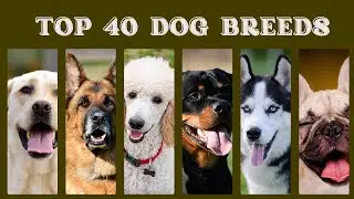 🐶 Top 40 Most Popular Dog Breeds in the World! 🌍🐾 Discover Your Favorite Furry Friend! ❤️