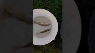 идëм с рыбалке #fishing #рыбалка #carp